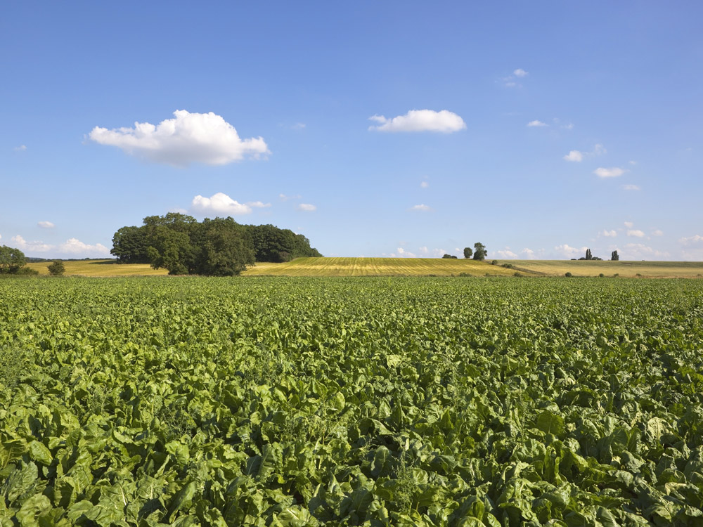 Beet-field-3-43