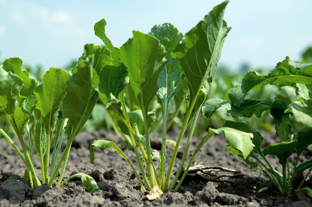 Green beet